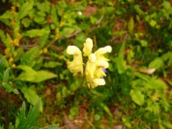 2013-08-18_Regina-F-Rau_Schachen_Blumen  (023).JPG
